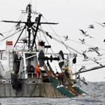A crew hauls in a catch in the Gulf of Maine in 2012. Fisher-men have not been allowed to shrimp there since 2013.